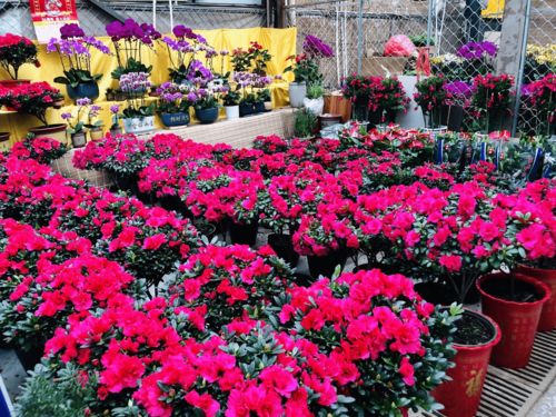 濰有年味，花卉市場購銷兩旺