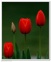 北京圃朗特園藝 科技賦能花卉產(chǎn)業(yè)，機(jī)械設(shè)備引領(lǐng)園藝新潮流