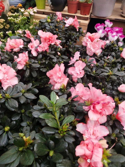 花語與機(jī)械交響曲——探訪現(xiàn)代花卉市場的科技魅力